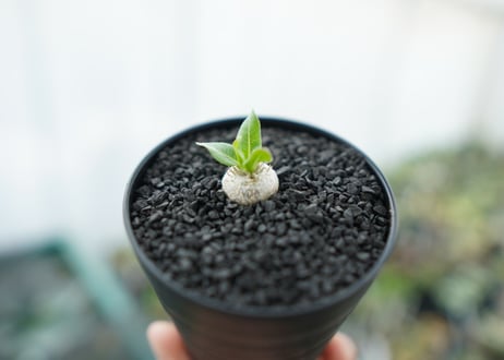 パキポディウム　恵比寿笑い　Pachypodium brevicaule　No.3