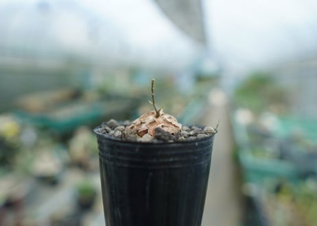 亀甲竜　Dioscorea elephantipes　No.1