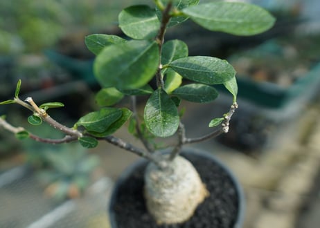フォッケア　エデュリス　”火星人”　Fockea edulis  No.1