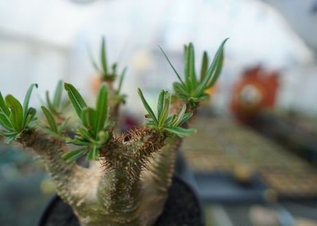 パキポディウム　グラキリス　Pachypodium  Gracilius No.6