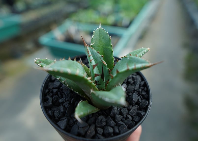 アガベ チタノタ FO-76 Agave titanota FO-76 No.7 | man