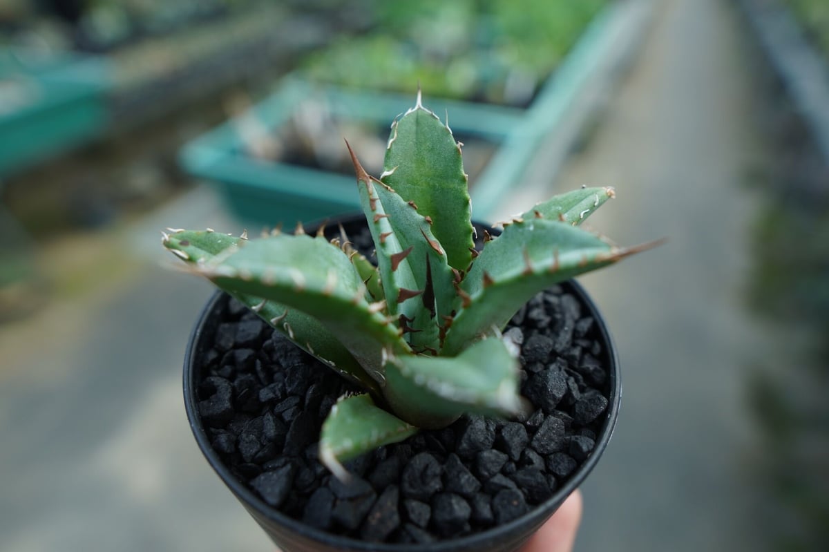 アガベ チタノタ FO-76 Agave titanota FO-76 No.7 | man