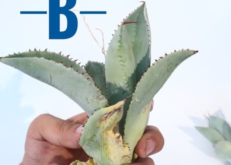 Agave pygmaea 'Dragon Toes'  M