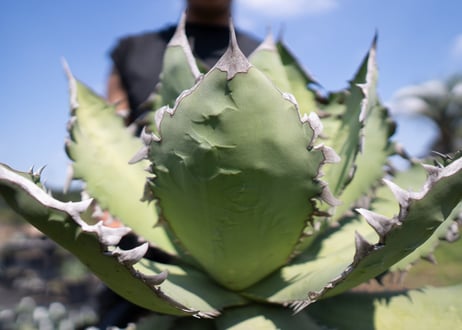 Agave Fo-76 特選特大株のカキコ株