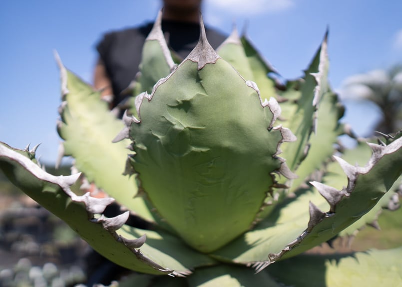 Agave Fo-76 特選特大株のカキコ株 | mana's farm:塊根植物・アガベ・ド