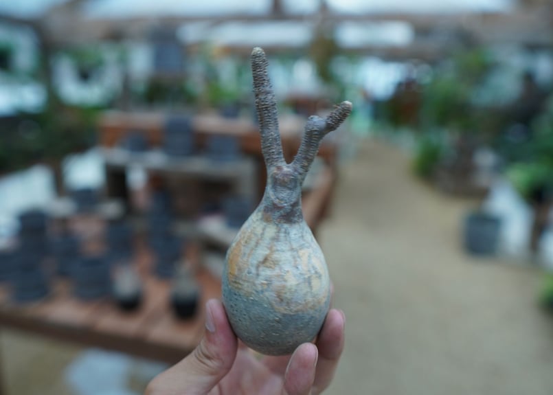 抜き苗】パキポディウム グラキリス Pachypodium Gracilius No.6