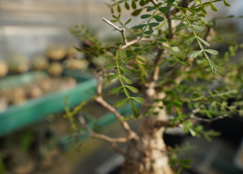 オペルクリカリア パキプス Operculicarya pachypus | mana's f