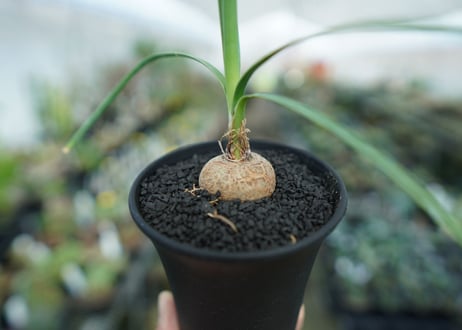 ボーカルネア　グラキリス　Beaucarnea gracilis　No. 1