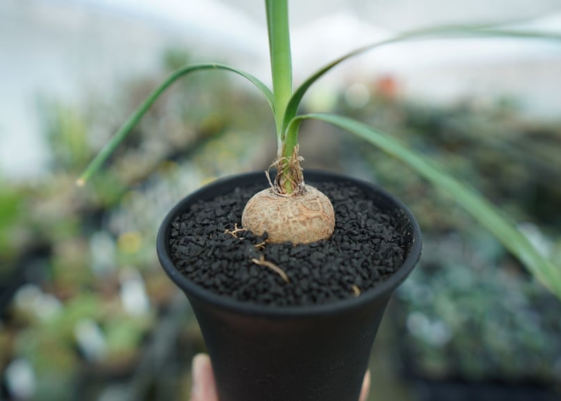 ボーカルネア グラキリス Beaucarnea gracilis No. 1 | mana's