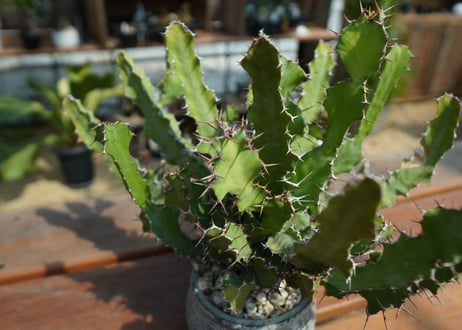 ユーフォルビア　オオマトイ  Euphorbia  triangularis