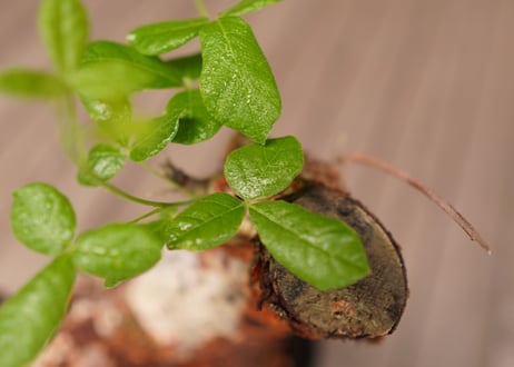 コミフォラ オルビクラリス　commiphora orbicularis
