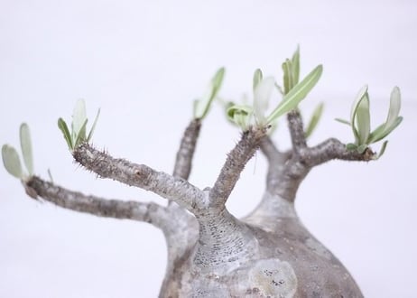 Pachypodium Gracilius パキポディウム  グラキリス  №8　扁平　短枝　超良形