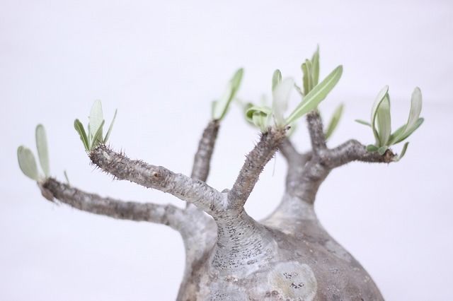 Pachypodium Gracilius パキポディウム グラキリス №8 扁平 短枝 Pachypodium Gracilius パキポディウム グラキリス №8 扁平 短枝