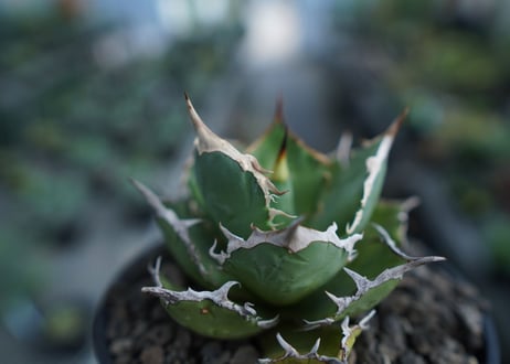 アガベ　チタノタ　FO-76　agave titanota  FO-76  No.2