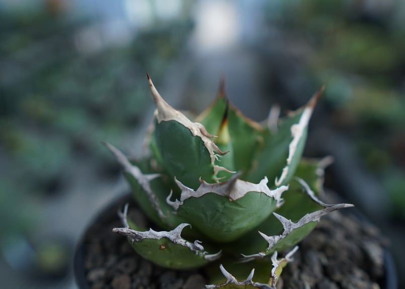 アガベ チタノタ FO-76 agave titanota FO-76 No.2 | ma