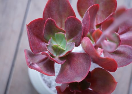 Echeveria