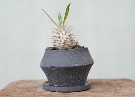 Pachypodium densiflorum　 №1