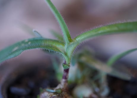 Ornithogalum hispidum