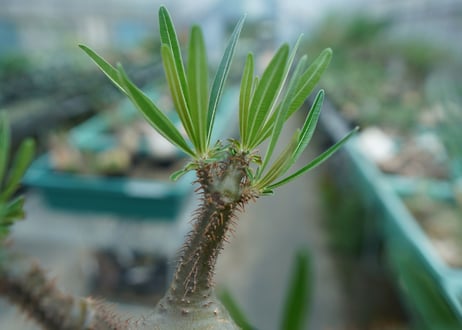パキポディウム　グラキリス　 Pachypodium Gracilius  No.5