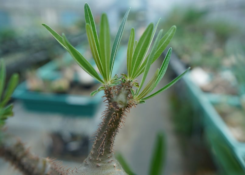 パキポディウム グラキリス Pachypodium Gracilius No.5 | ma