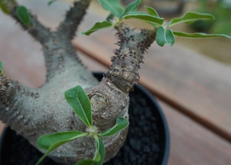 パキポディウム マカイエンセ　Pachypodium makayense　No.5