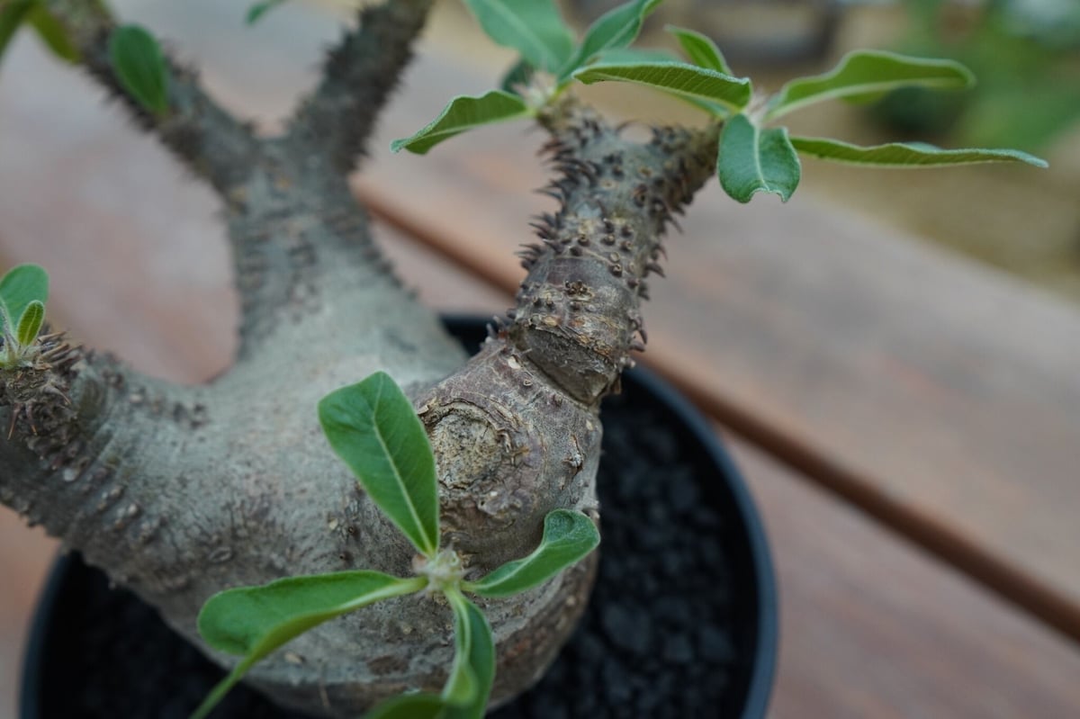 パキポディウム マカイエンセ Pachypodium makayense No.5 | man