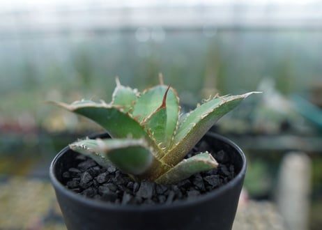 アガベ　チタノタ　FO-76　Agave titanota  FO-76　No.10