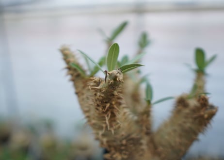 パキポディウム　デンシフローラム　Pachypodium densiflorum　No.4