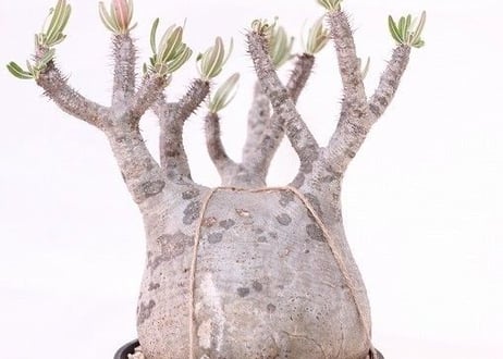 Pachypodium Gracilius パキポディウム  グラキリス  未発根  no.2
