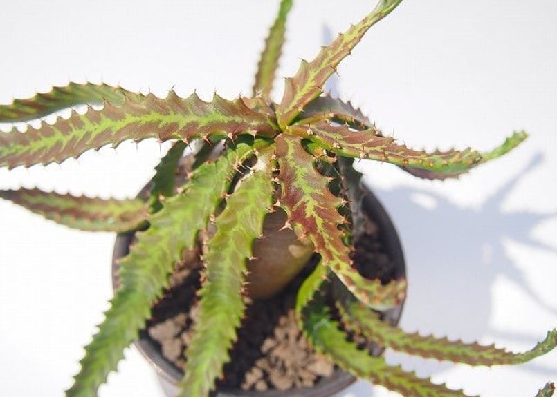 RawLifeFactory】ユーフォルビア ステラータ 飛竜 | mana's farm: