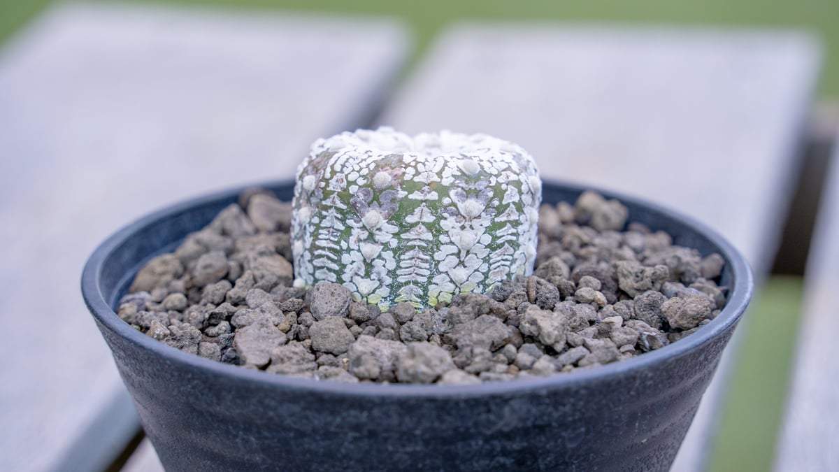 アストロフィツム スーパー兜 | mana's farm:塊根植物・アガベ・ドライ