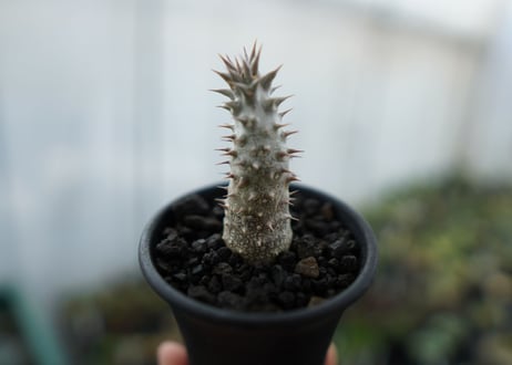 パキポディウム　伊藤ハイブリッド　Pachypodium 'Itoh Hybrid'  No.1