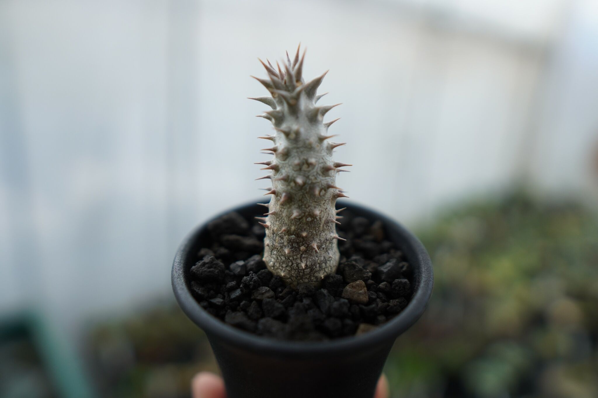 パキポディウム 伊藤ハイブリッド Pachypodium 'Itoh Hybrid' No.