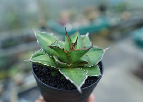 アガベ　チタノタ×ケルチョベイ　Agave titanota x kerchovei