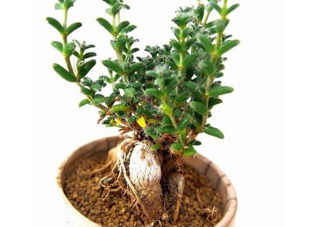 姫紅小松　Trichodiadema bulbosum  №2