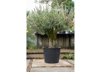 ココスヤシ【24-477】 送料込み ココスヤシ シルバーリーフ ヤシの木 サイズ大 ロック