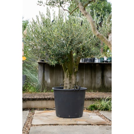 国産オリーブ ミッション　No.7