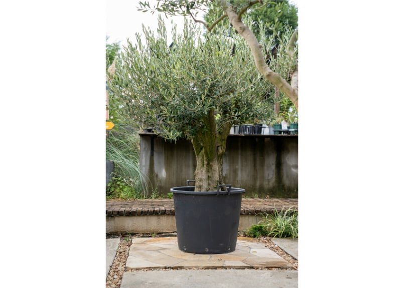 国産オリーブ ミッション No.7 | mana's farm:塊根植物・アガベ