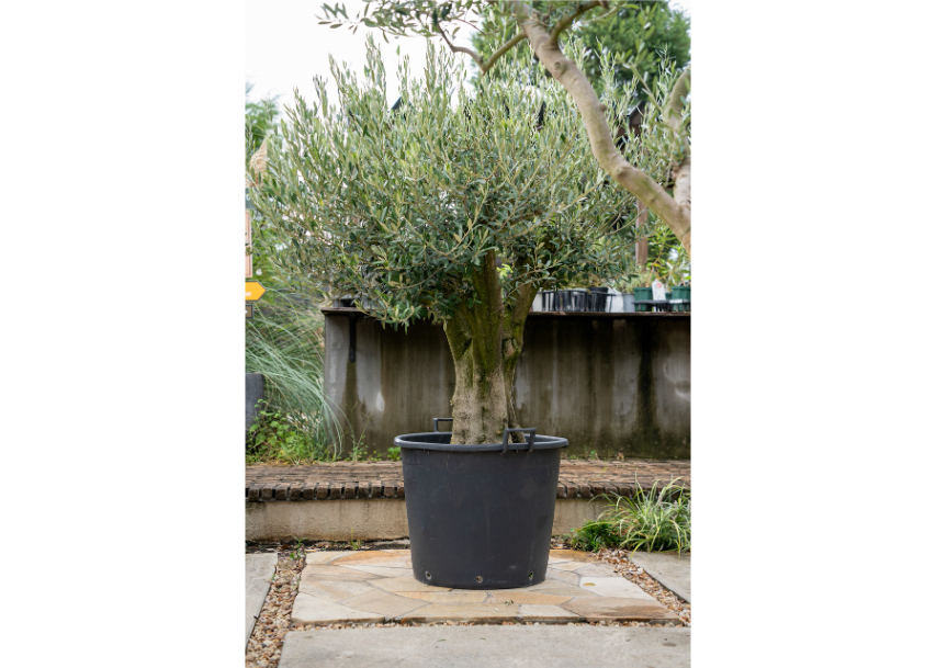 ソウラボアガベ　mana's farm ４周年祭限定アイテム ソウラボアガベ mana's farm 4周年祭限定アイテム