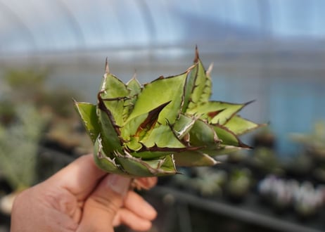 agave titanota 剣竜　No.2
