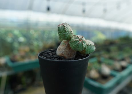 ユーフォルビア　オベサブロー　Euphorbia ObesaBlow