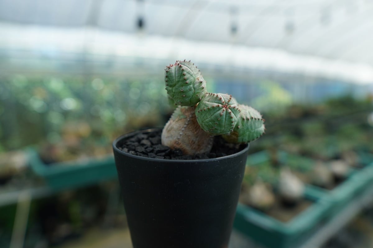 グラキリス　オベサ　オベサブロー fit=scale-down,w=1200