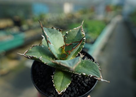 アガベ　チタノタ　FO-76　Agave titanota  FO-76　No.3
