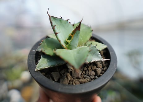 アガベ　チタノタ　ブルー　Agave Titanota Blue　No.2