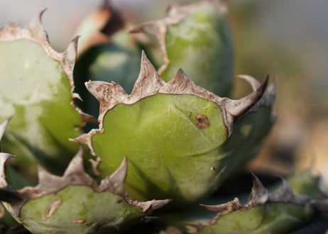 agave titanota ブラック＆ブルー　No.8