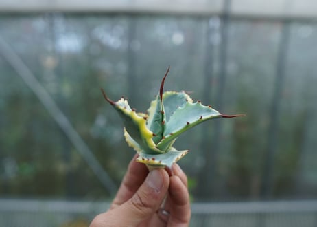 【抜き苗】アガベ 怒雷神錦　Agave potatorum verschaffeltii  No.2