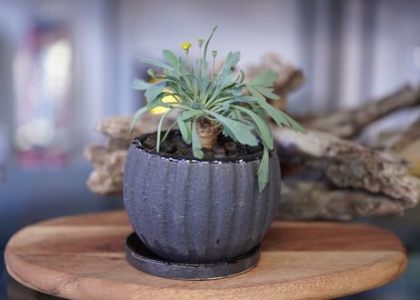 Othonna sp.aff.halli×euphorbioides
