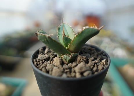 【オンライン限定】アガベ　チタノタ　FO-76　agave titanota  FO-76　No.1