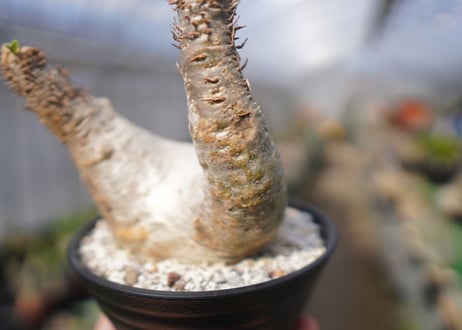 パキポディウム　エブレネウム　Pachypodium eburneum　No.3
