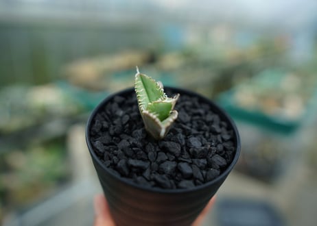 アガベ　チタノタ　追星 agave titanota cok